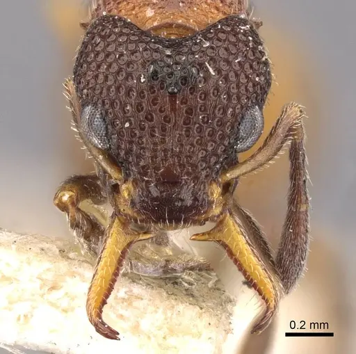 Epopostruma quadrispinosa specimen CASENT0909354 image casent0909354_2