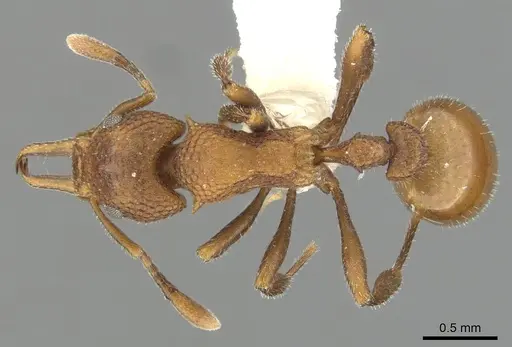 Epopostruma terrula specimen CASENT0900029 image casent0900029_1