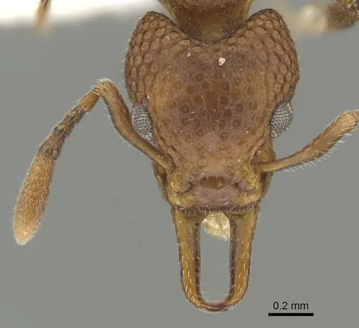 Epopostruma terrula specimen CASENT0900029 image casent0900029_2