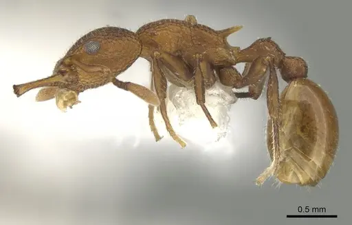 Epopostruma terrula specimen CASENT0900029 image casent0900029_3