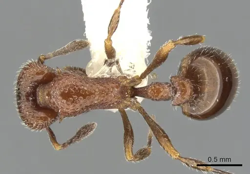 Epopostruma vitta specimen CASENT0900030 image casent0900030_1