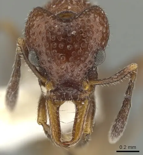 Epopostruma vitta specimen CASENT0900030 image casent0900030_2