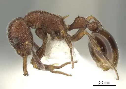 Epopostruma vitta specimen CASENT0900030 image casent0900030_3
