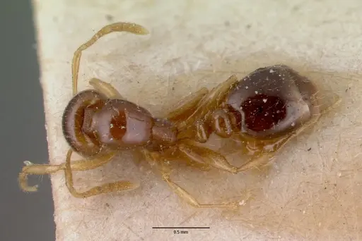 Erromyrma latinodis specimen CASENT0008632 image casent0008632_1