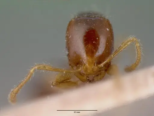 Erromyrma latinodis specimen CASENT0008632 image casent0008632_2