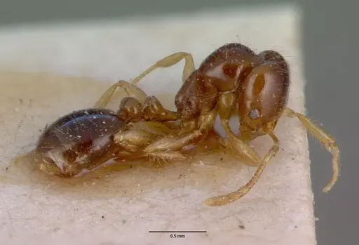 Erromyrma latinodis specimen CASENT0008632 image casent0008632_3