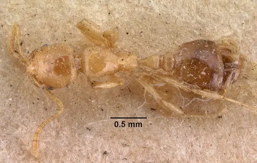 Erromyrma latinodis specimen CASENT0010941 image casent0010941_1