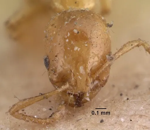 Erromyrma latinodis specimen CASENT0010941 image casent0010941_2