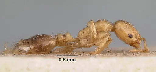 Erromyrma latinodis specimen CASENT0010941 image casent0010941_3