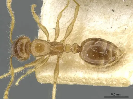 Erromyrma latinodis specimen CASENT0101591 image casent0101591_1