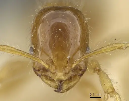 Erromyrma latinodis specimen CASENT0101591 image casent0101591_2