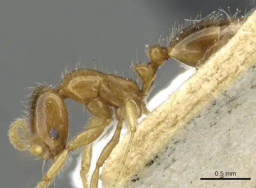 Erromyrma latinodis specimen CASENT0101591 image casent0101591_3