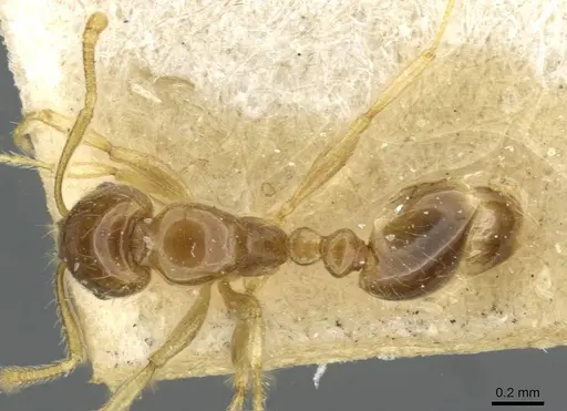 Erromyrma latinodis specimen CASENT0101621 image casent0101621_1
