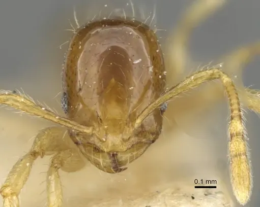 Erromyrma latinodis specimen CASENT0101621 image casent0101621_2