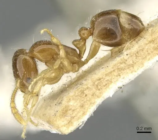 Erromyrma latinodis specimen CASENT0101621 image casent0101621_3