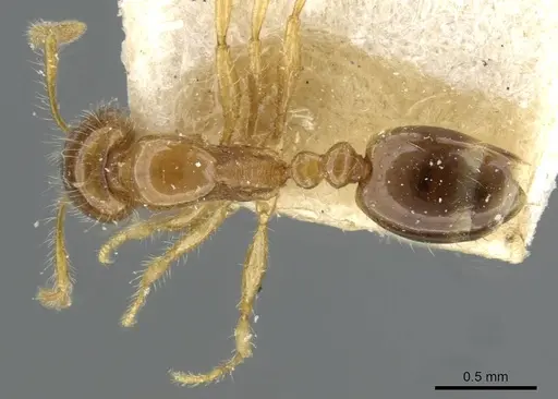 Erromyrma latinodis specimen CASENT0101928 image casent0101928_1