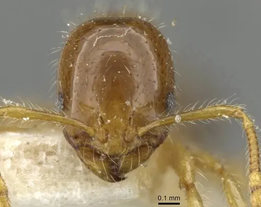 Erromyrma latinodis specimen CASENT0101928 image casent0101928_2