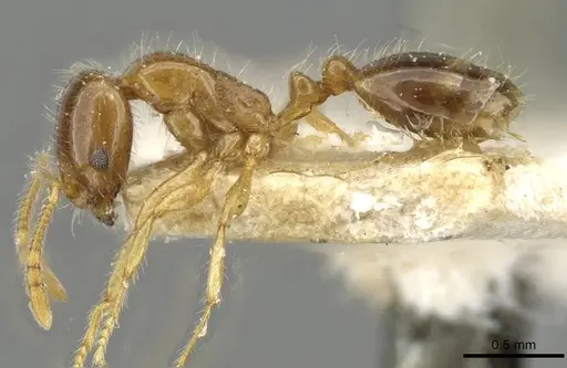 Erromyrma latinodis specimen CASENT0101928 image casent0101928_3