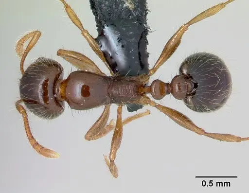 Erromyrma latinodis specimen CASENT0107541 image casent0107541_1
