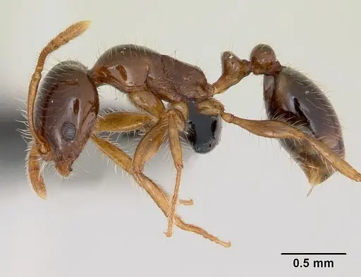 Erromyrma latinodis specimen CASENT0107541 image casent0107541_3