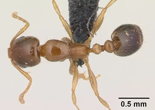 Erromyrma latinodis specimen CASENT0132440 image casent0132440_1