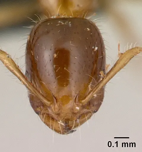 Erromyrma latinodis specimen CASENT0132440 image casent0132440_2