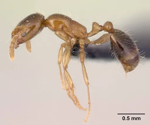 Erromyrma latinodis specimen CASENT0132440 image casent0132440_3