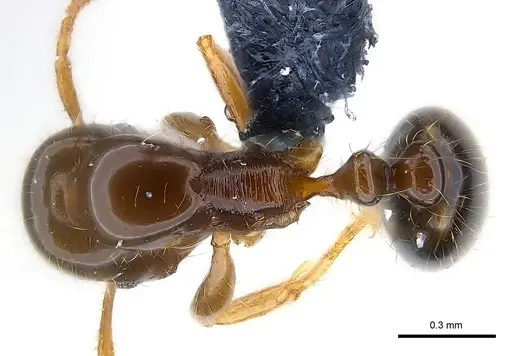 Erromyrma latinodis specimen CASENT0146495 image casent0146495_1