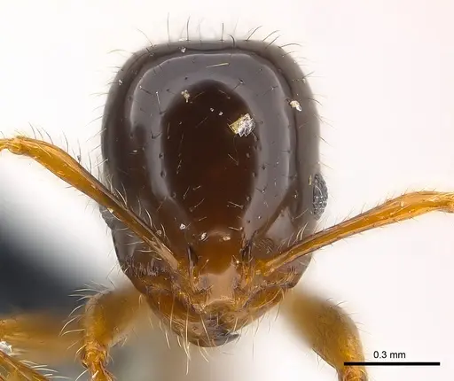 Erromyrma latinodis specimen CASENT0146495 image casent0146495_2