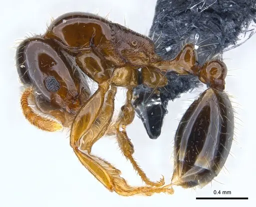 Erromyrma latinodis specimen CASENT0146495 image casent0146495_3