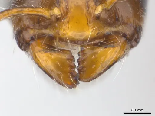 Erromyrma latinodis specimen CASENT0217356 image casent0217356_1