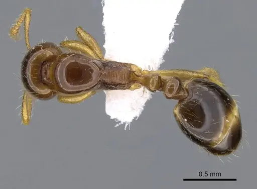 Erromyrma latinodis specimen CASENT0746623 image casent0746623_1