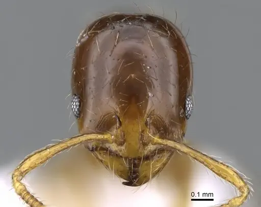 Erromyrma latinodis specimen CASENT0746623 image casent0746623_2