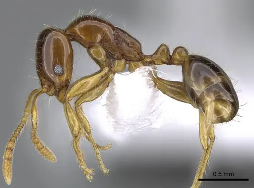 Erromyrma latinodis specimen CASENT0746623 image casent0746623_3