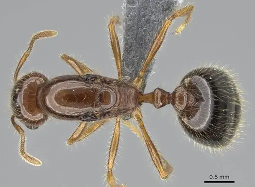 Erromyrma latinodis specimen CASENT0767622 image casent0767622_1