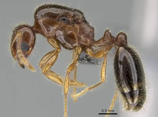 Erromyrma latinodis specimen CASENT0767622 image casent0767622_3