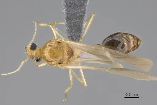 Erromyrma latinodis specimen CASENT0788835 image casent0788835_1