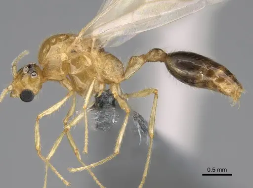 Erromyrma latinodis specimen CASENT0788835 image casent0788835_4