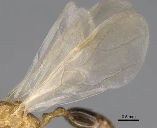 Erromyrma latinodis specimen CASENT0788835 image casent0788835_5