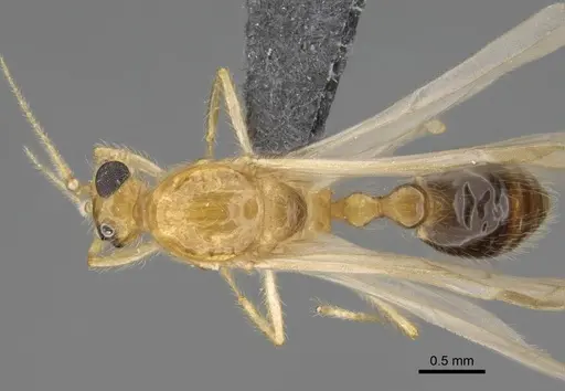 Erromyrma latinodis specimen CASENT0801166 image casent0801166_1