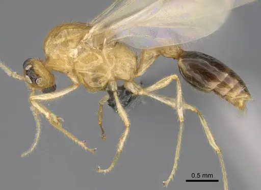 Erromyrma latinodis specimen CASENT0801166 image casent0801166_3
