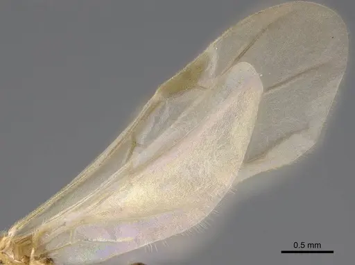 Erromyrma latinodis specimen CASENT0801166 image casent0801166_4