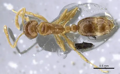 Erromyrma latinodis specimen CASENT0905756 image casent0905756_1