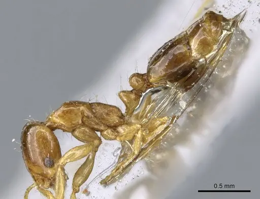 Erromyrma latinodis specimen CASENT0905756 image casent0905756_3