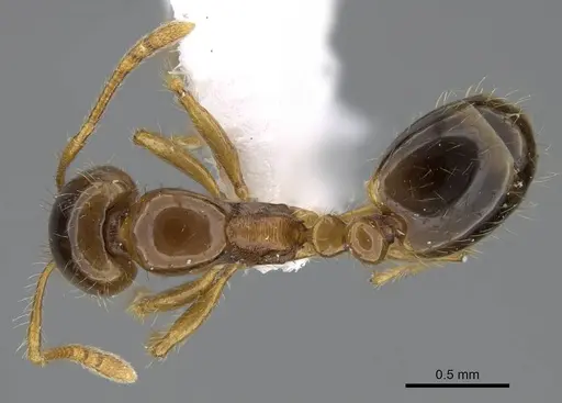 Erromyrma latinodis specimen CASENT0922298 image casent0922298_1