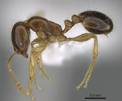 Erromyrma latinodis specimen CASENT0922298 image casent0922298_3