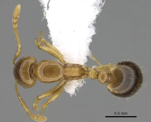 Erromyrma latinodis specimen CASENT0922300 image casent0922300_1