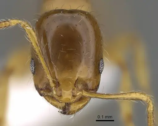 Erromyrma latinodis specimen CASENT0922300 image casent0922300_2