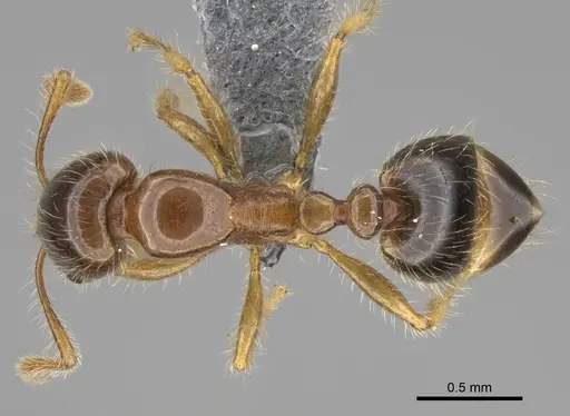 Erromyrma latinodis specimen CASENT0922949 image casent0922949_1