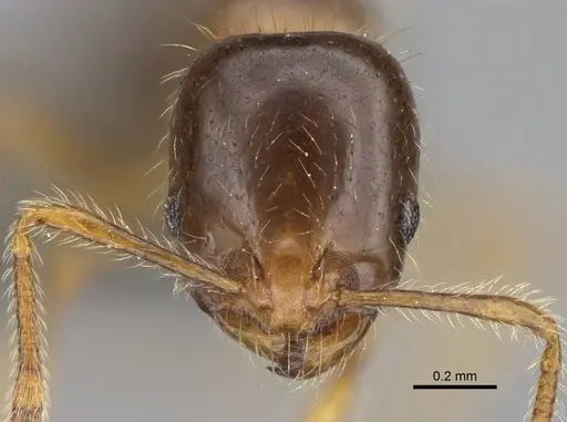 Erromyrma latinodis specimen CASENT0922949 image casent0922949_2